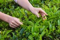 Tea harvesting, close up, hands picking leaves Royalty Free Stock Photo