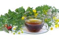 Tea herbal 01 Royalty Free Stock Photo