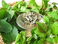 Tea herbs Royalty Free Stock Photo