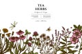 Tea herbs hand drawn illustration design. Background with retro chamomile, cinnamon rose, etc. Royalty Free Stock Photo