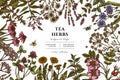 Tea herbs hand drawn illustration design. Background with retro chamomile, mint, chicory, etc.