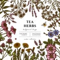 Tea herbs hand drawn illustration design. Background with retro chamomile, mint, chicory, etc. Royalty Free Stock Photo