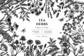 Tea herbs hand drawn illustration design. Background with sketch chamomile, mint, chicory, etc.