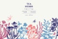 Tea herbs hand drawn illustration design. Background with vintage chamomile, cinnamon rose, etc. Royalty Free Stock Photo