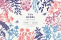 Tea herbs hand drawn illustration design. Background with vintage chamomile, mint, chicory, etc. Royalty Free Stock Photo