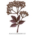 Tea herbs hand drawn vector illustrations collection. Colored black elderberry.