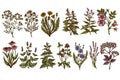 Tea herbs hand drawn vector illustrations collection. Colored chamomile, mint, chicory, etc.