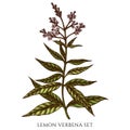 Tea herbs hand drawn vector illustrations collection. Colored lemon verbena. Royalty Free Stock Photo