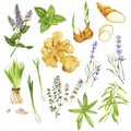 Tea herbs including peppermint and verbena, hand drawn watercolor