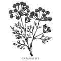 Tea herbs vintage vector illustrations collection. Black and white caraway.