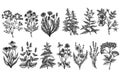 Tea herbs vintage vector illustrations collection. Black and white chamomile, mint, chicory, etc.