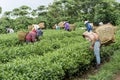 Tea Hill, Bao Loc, Lam Dong, Vietnam