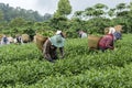 Tea Hill, Bao Loc, Lam Dong, Vietnam