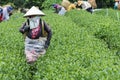 Tea Hill, Bao Loc, Lam Dong, Vietnam