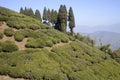 Tea at Himalaya Slope.