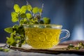 Tea of holy basil,tulsi,Ocimum tenuiflorum,in a transparent cup with leaves beneficial for heart diseases and stress. Royalty Free Stock Photo