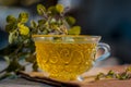 Tea of holy basil,tulsi,Ocimum tenuiflorum,in a transparent cup with leaves beneficial for heart diseases and stress..