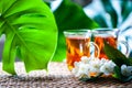 Tea with jasmine. Two cups of tea on a natural background of green leaves with jasmine flowers. Space for text Royalty Free Stock Photo