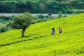 Tea land in Sri Lanka. Beautiful seen of upcountry Sri Lanka, green view of nature in Sri Lanka