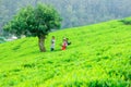 Tea land in Sri Lanka. Beautiful seen of upcountry Sri Lanka, green view of nature in Sri Lanka