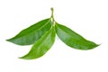 tea leaftea leaf isolated on a white background Royalty Free Stock Photo