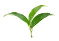 tea leaftea leaf isolated on a white background Royalty Free Stock Photo