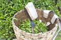 Tea Leaf Cutter and Basket