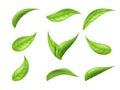 Tea leaf, green flying leaves set. Falling tree plants, ecology spring foliage, mint motion, eco sign, nature isolated