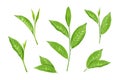 Tea leaf. Green matcha leaves, mint plant bud and branch, fresh and healthy beverage, botanical twig and foliage