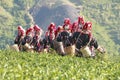 Tea leaf at plantation background is Akha hill tribe woman Royalty Free Stock Photo