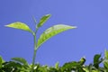 Tea leaf at plantation in munnar