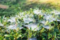 Tea leaf shoots cobweb dew in farm Royalty Free Stock Photo