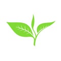 Tea leaf. Vector illustration Royalty Free Stock Photo