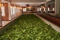 Tea leafs drying in a production line at tea factory in Kandy, Sri Lanka Royalty Free Stock Photo