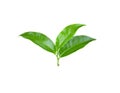tea leaftea leaf isolated on a white background Royalty Free Stock Photo