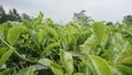 Tea leavas close up in West Java Indonesia111