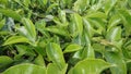 Tea leavas close up in West Java Indonesia 751