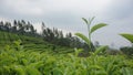 Tea leavas focus capture in tea garden West Java Indonesia 765