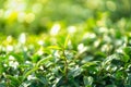 Tea leave in tea plantation Royalty Free Stock Photo