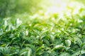 Tea leave in tea plantation Royalty Free Stock Photo