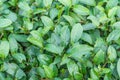 Tea leave in tea plantation Royalty Free Stock Photo