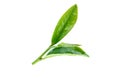 Tea leave on white Royalty Free Stock Photo