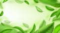 Tea leaves background. Realistic green falling and whirling leaves, banner for advertising and packaging design. Vector Royalty Free Stock Photo