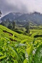 Tea leaves in Cameron highlands