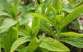 Tea leaves green from greek mountains Royalty Free Stock Photo