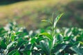 The tea leaves grow in the middle of the tea plantation.  the new shoots are soft shoots. Water is a healthy food and drink. as Royalty Free Stock Photo