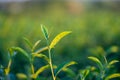 The tea leaves grow in the middle of the tea plantation.  the new shoots are soft shoots. Water is a healthy food and drink. as Royalty Free Stock Photo