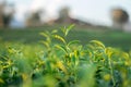 The tea leaves grow in the middle of the tea plantation.  the new shoots are soft shoots. Water is a healthy food and drink. as Royalty Free Stock Photo