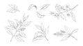 Tea leaves. Hand drawn branches with flowers and foliage. Engraved Chinese morning black and green drink. Isolated