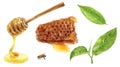 Tea leaves and honeycomb, honey dipper, bee watercolor illustration isolated on white background Royalty Free Stock Photo